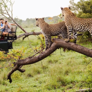 10-Day Luxury Honeymoon Safari Tour Across South Africa’s Top Wildlife Destinations