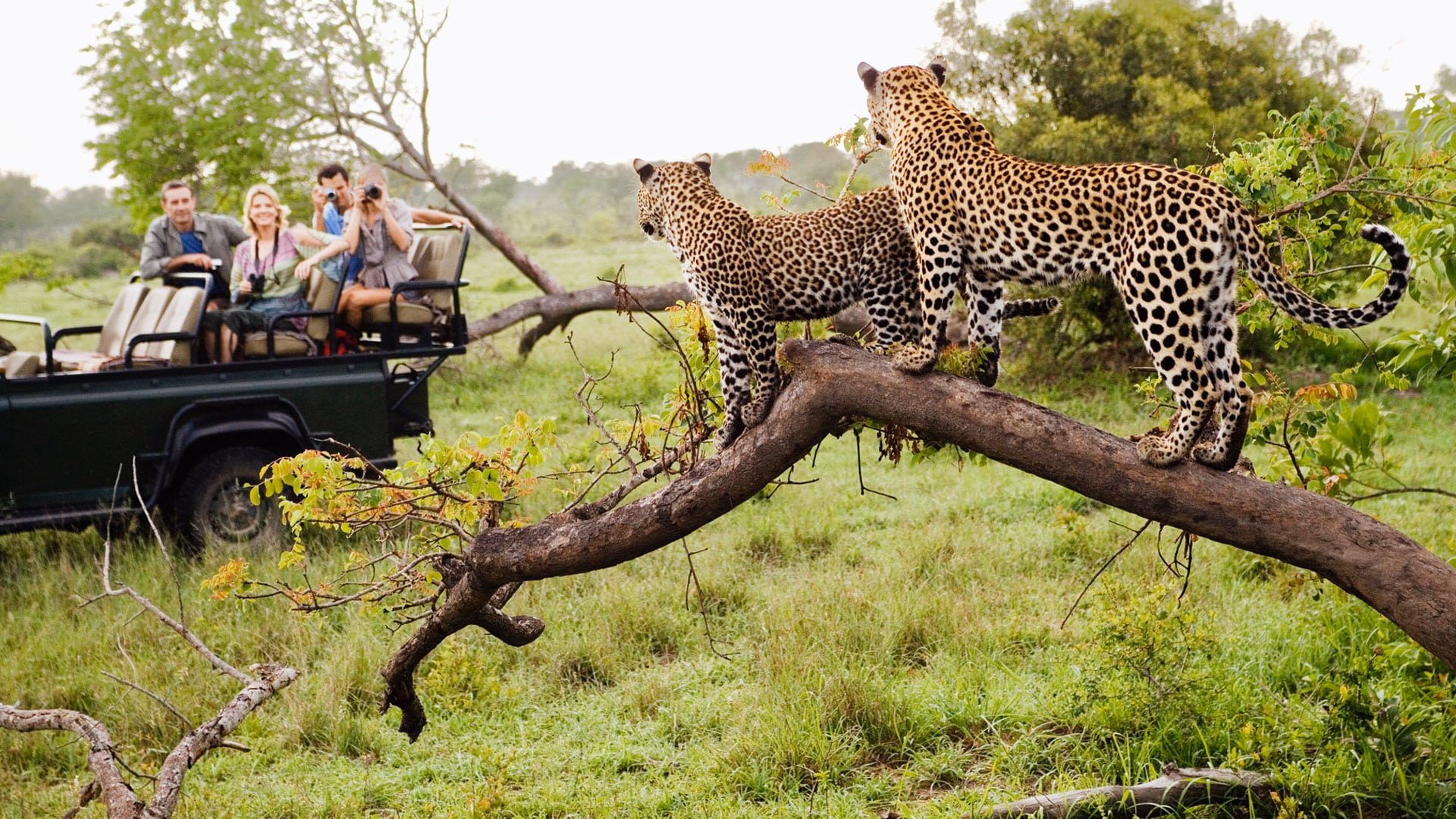 10-Day Luxury Honeymoon Safari Tour Across South Africa’s Top Wildlife Destinations