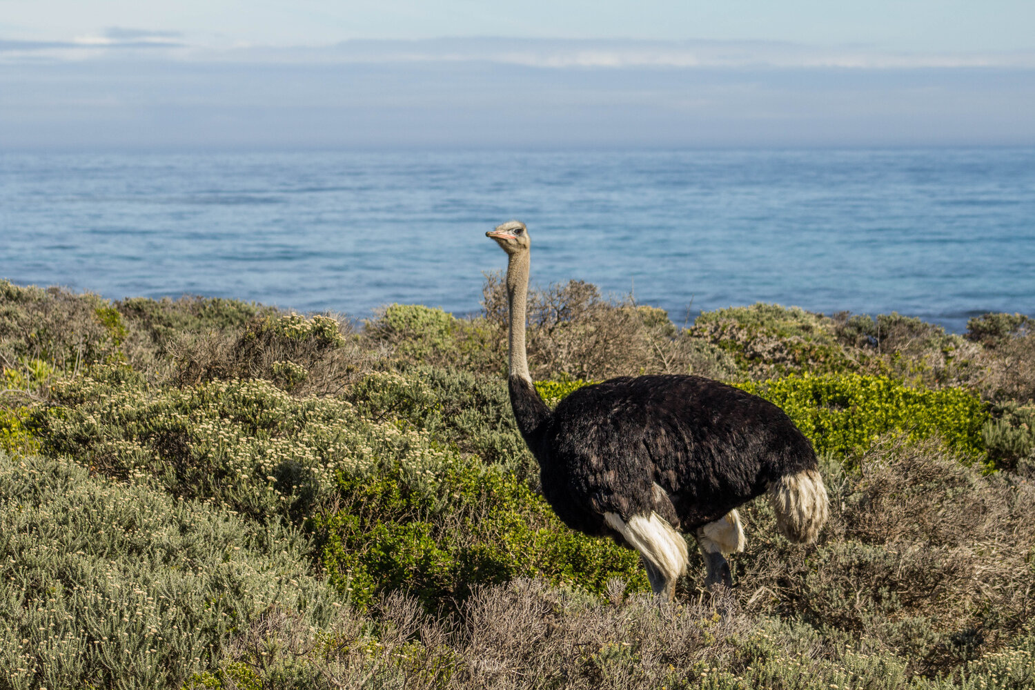 CapePoint-6765